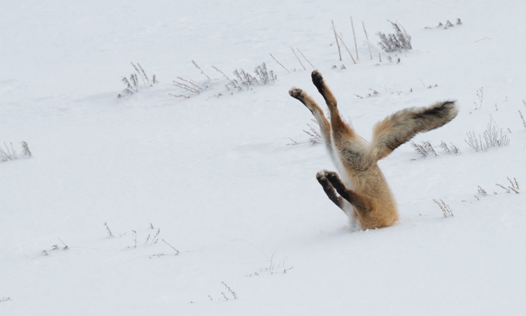 comedy wildlife 01 1