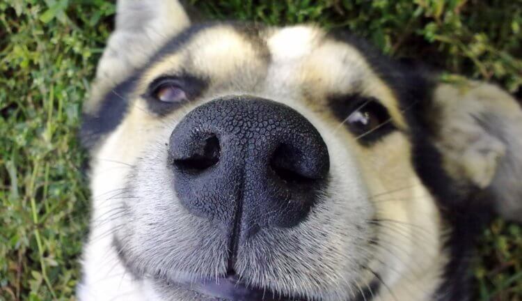 dog nose one 750x432