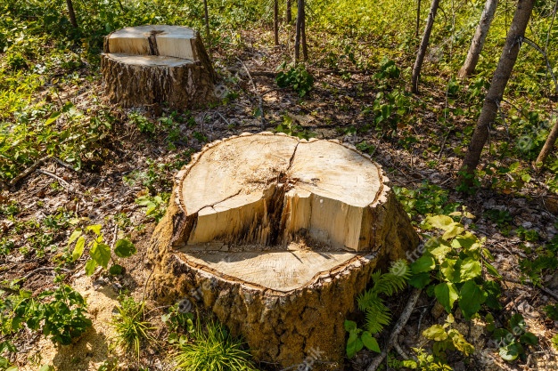 birch stump in the forest 79152 504