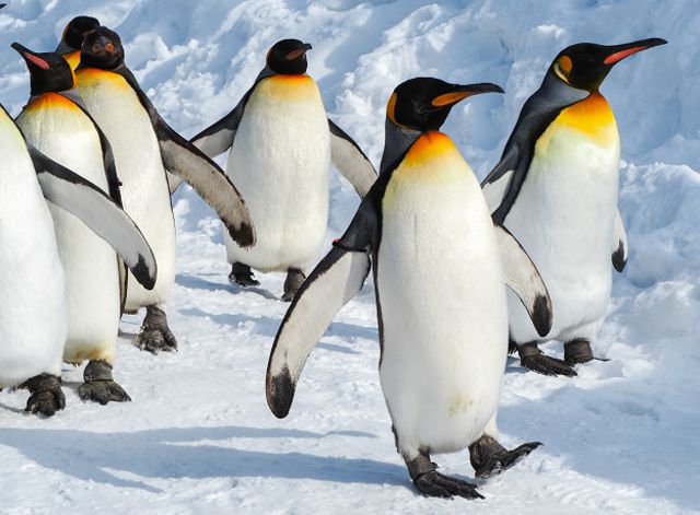 160112125613 penguins walking 624x460 thinkstock nocredit