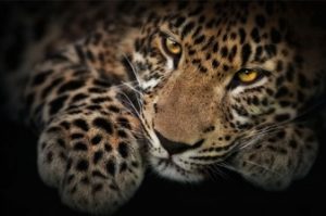 Peredneaziatskiy leopard 300x199